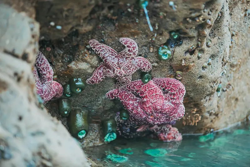A cluster of sea stars clinging to a coastal rock, representing the marine environments students research when narrowing down a college list