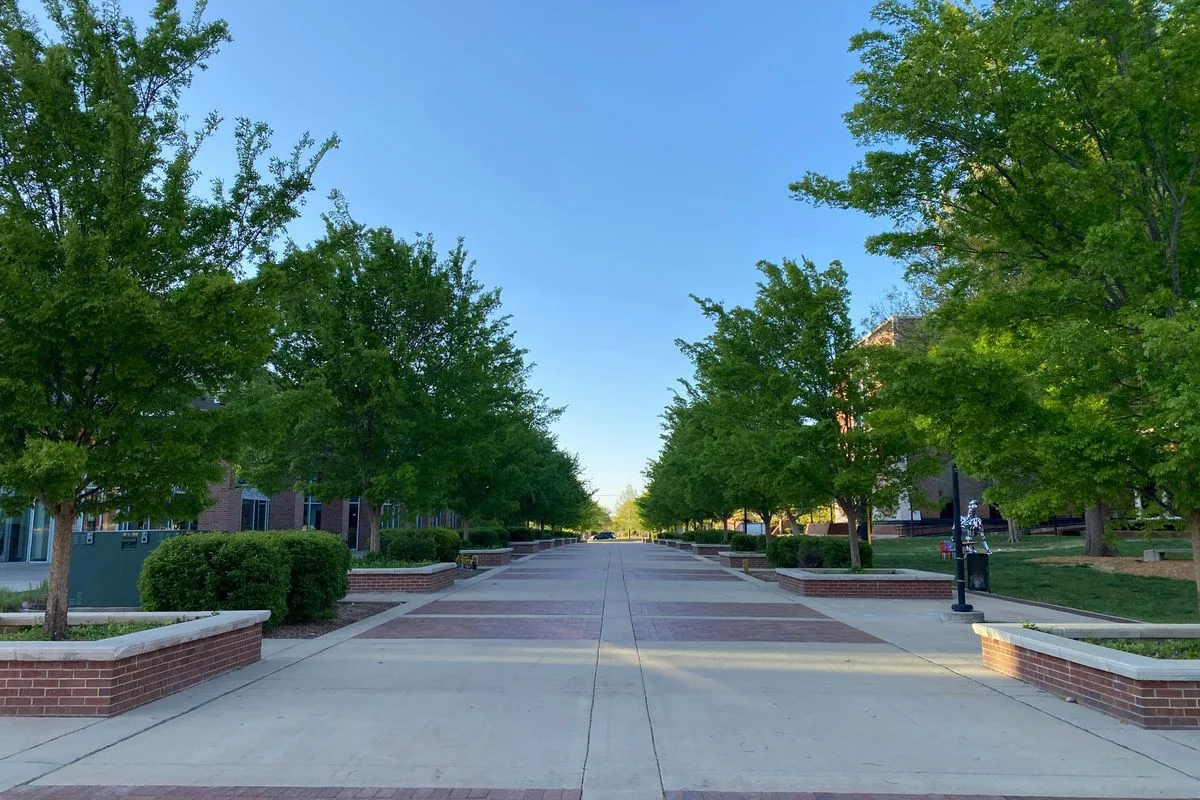 An empty tree-lined college campus path on a summer day